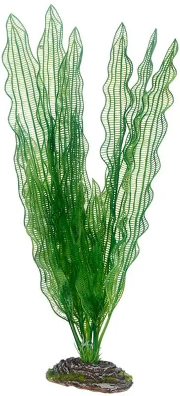 Hobby Aponogeton 39 cm